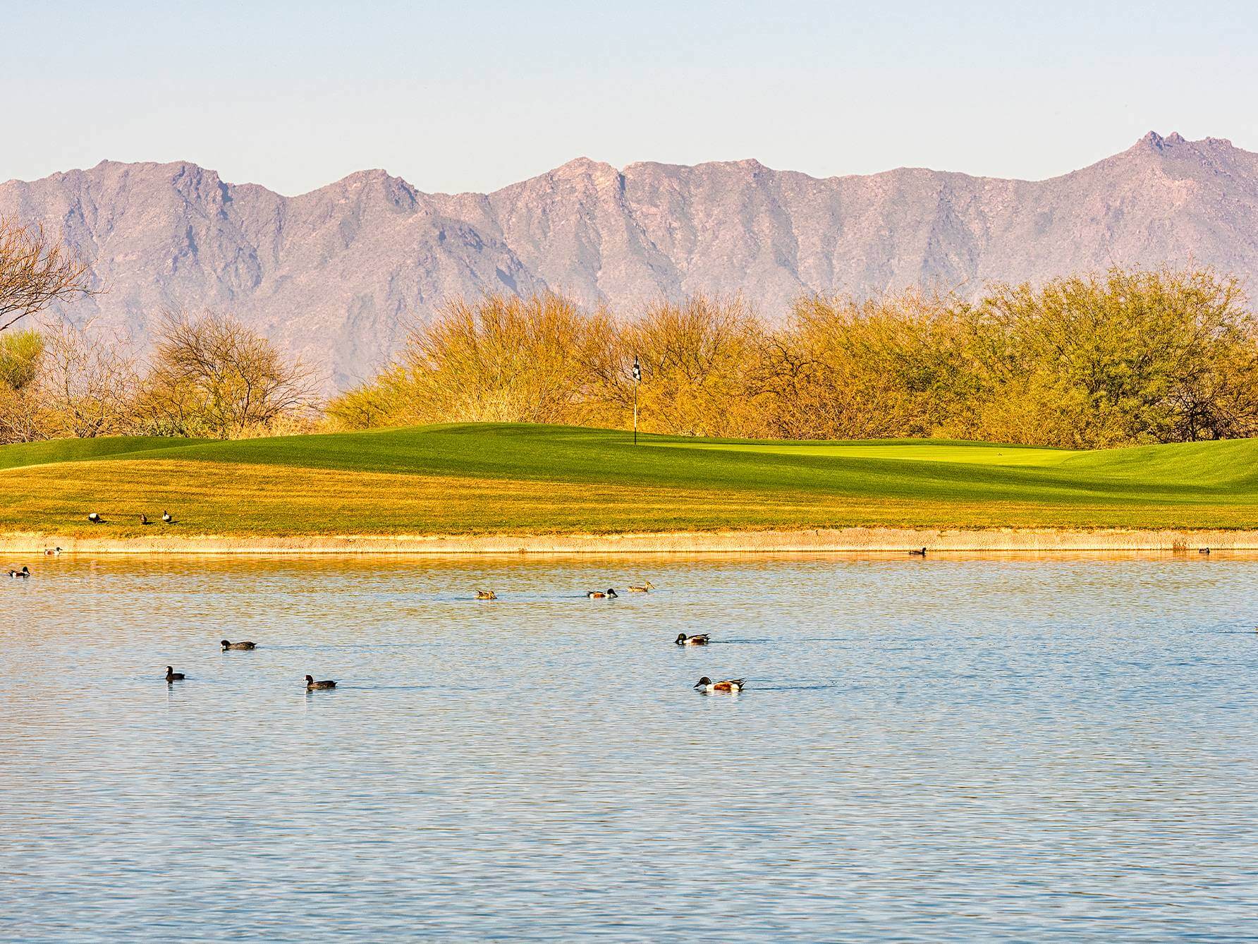 WhirlwindCattail Golf Course Review Chandler AZ Meridian CondoResorts