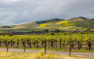 The Ultimate Guide to Wineries Near Scottsdale FEATURED