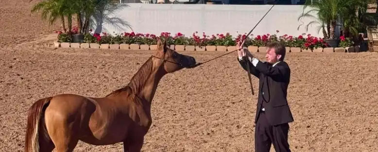 Man in a black suit handles a brown horse with a lead rope in an outdoor arena lined with flowers and a white barrier in the background.